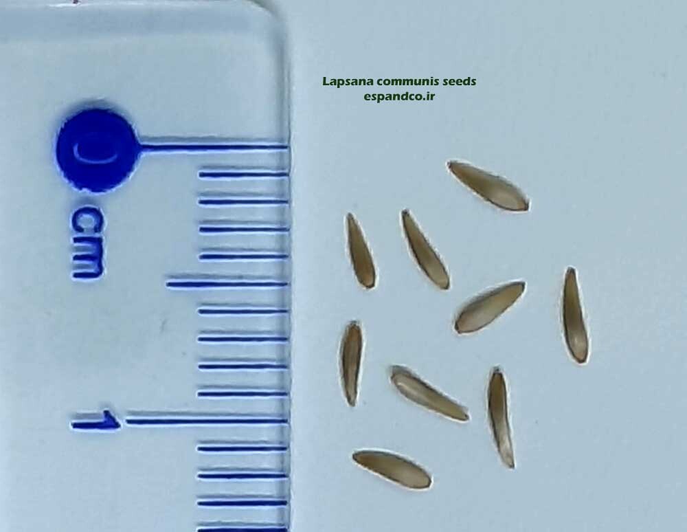  بذر گل خورشیدی 